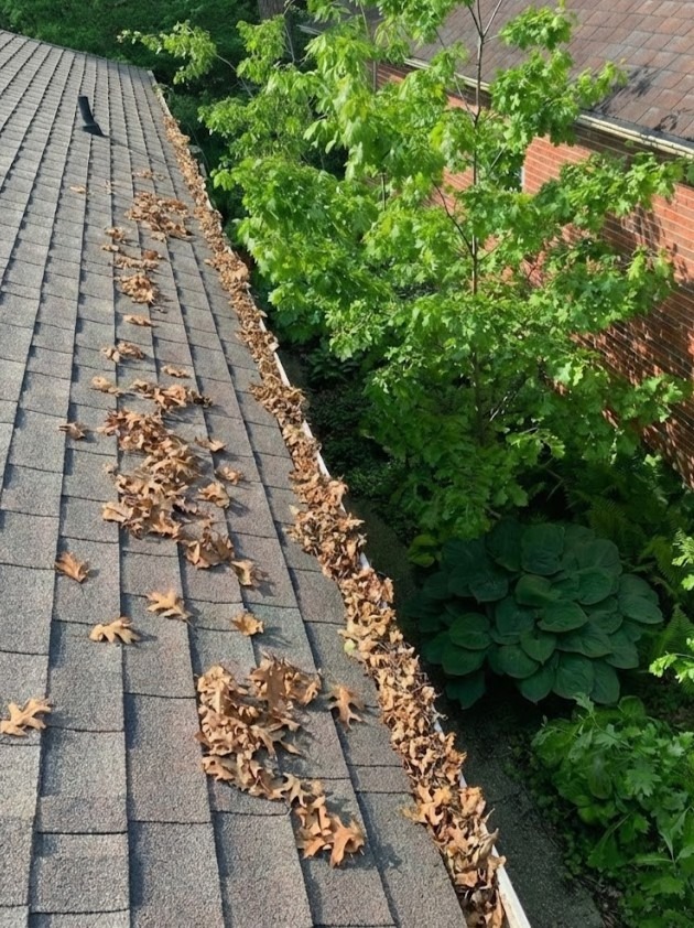 Eavestrough packed with leaves and organic debris on a London Ontario home before professional gutter cleaning