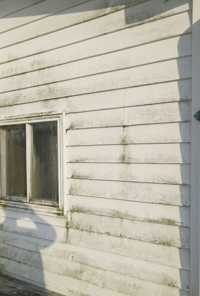 Vinyl siding covered in green algae and black mould on a London Ontario home before soft wash cleaning