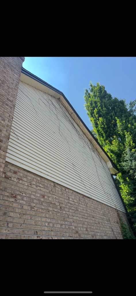 Algae-covered vinyl siding with vine growth on a Hyde Park London Ontario home before soft wash cleaning